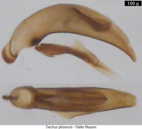 trechus_pilisensis.jpg