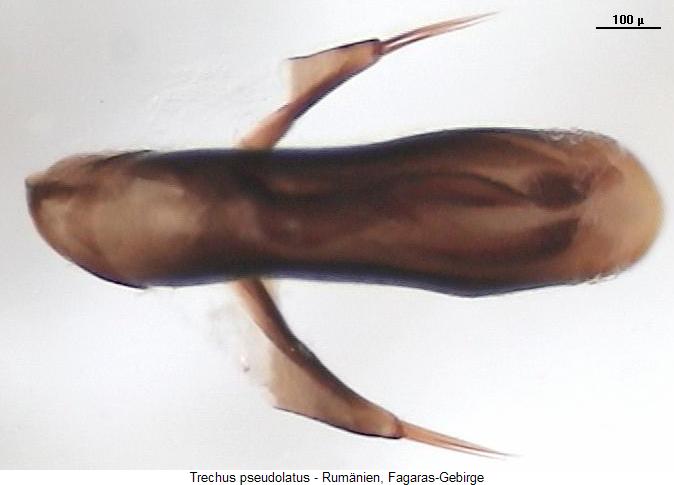trechus_pseudolatus_aufsicht.jpg
