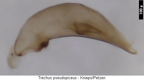 trechus_pseudopiceus.jpg