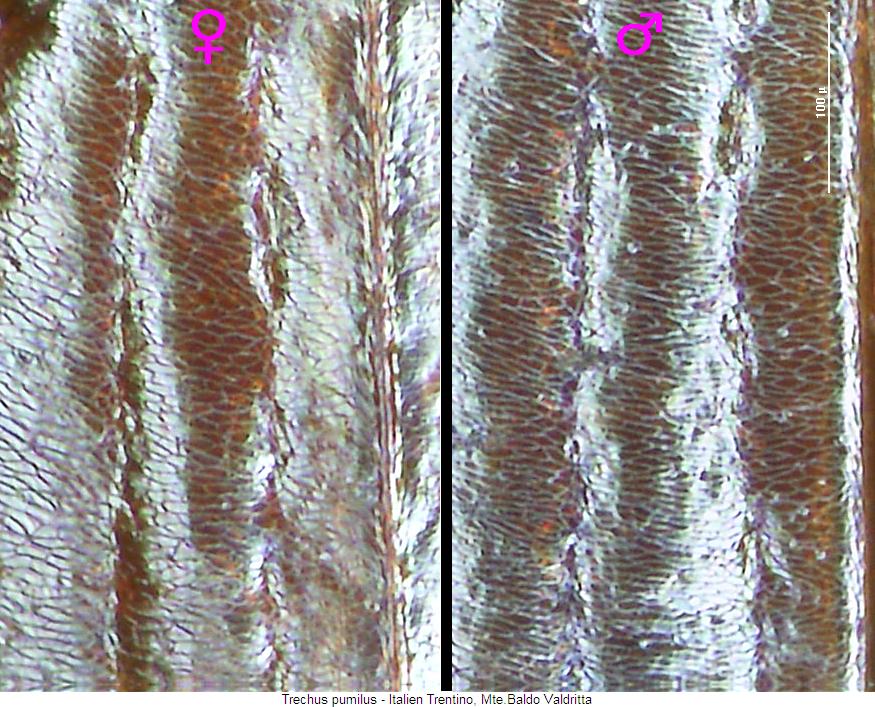 trechus_pumilus_ms.jpg