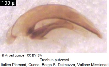 trechus_putzeysi.jpg