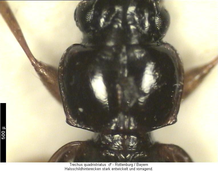 trechus_quadristriatus_hsch.jpg