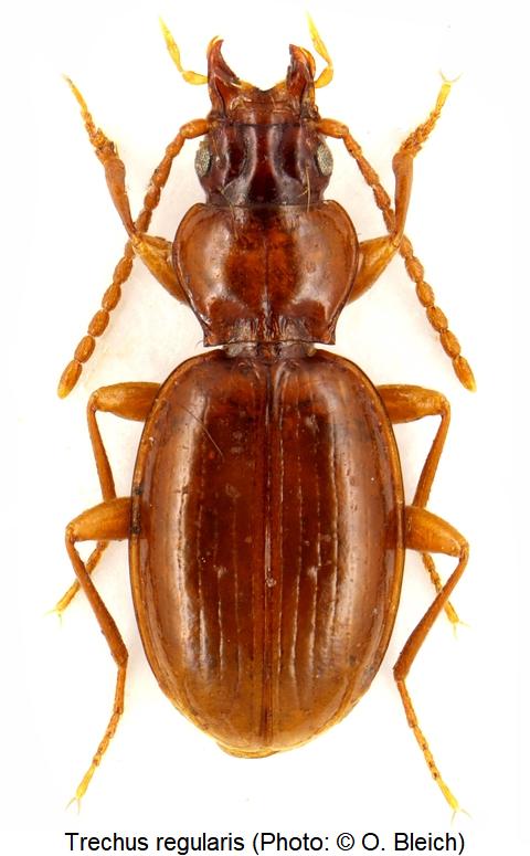 trechus_regularis_hab1.jpg