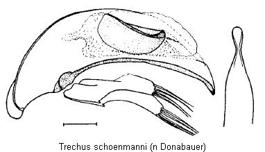 trechus_schoenmanni1.jpg