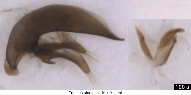 trechus_sinuatus2.jpg