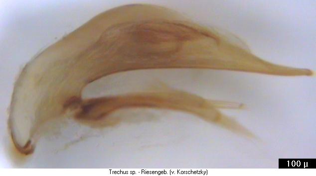 trechus_sp-riesengebirge.jpg
