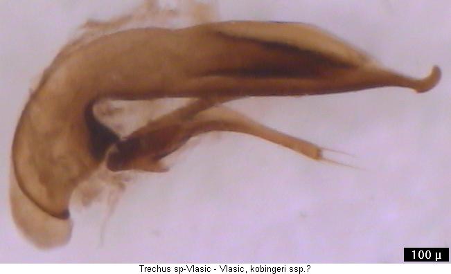 trechus_sp-vlasic.jpg