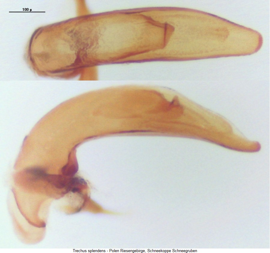 trechus_splendens2.jpg