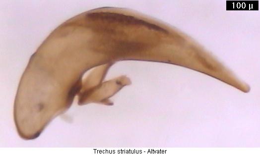 trechus_striatulus4.jpg