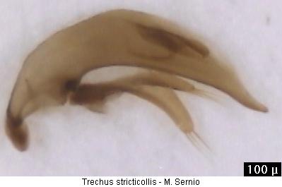 trechus_stricticollis.jpg