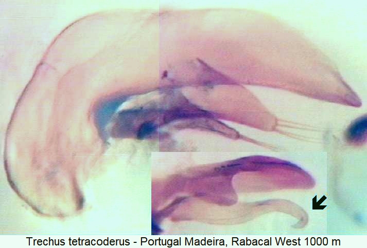 trechus_tetracoderus.jpg