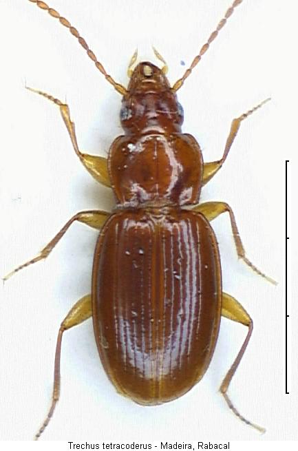 trechus_tetracoderus_hab.jpg
