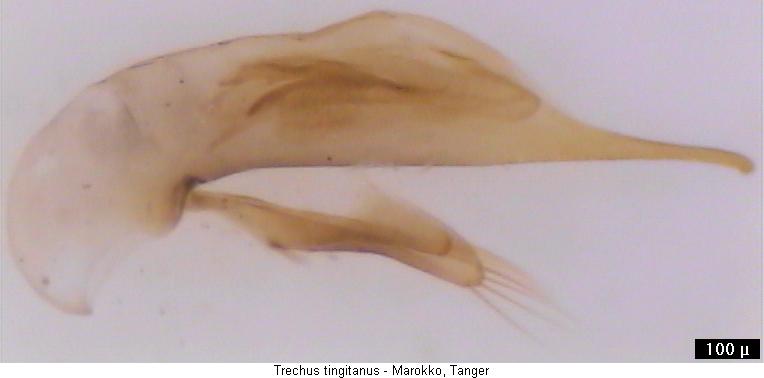 trechus_tingitanus.jpg