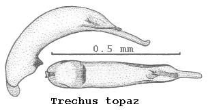 trechus_topaz.jpg