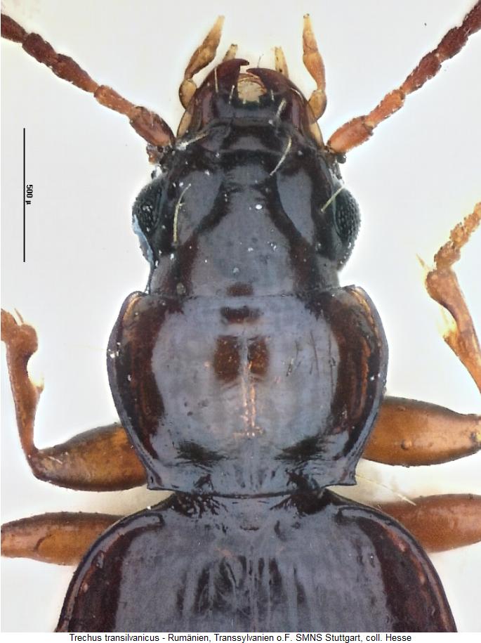 trechus_transilvanicus_vk.jpg