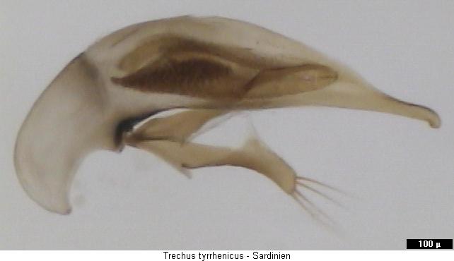 trechus_tyrrhenicus2.jpg