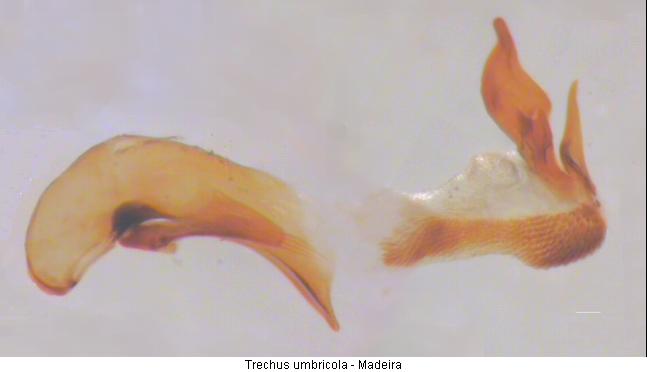 trechus_umbricola.jpg