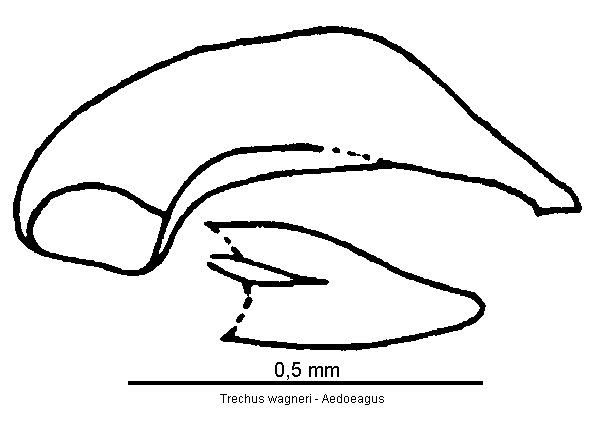 trechus_wagneri.gif