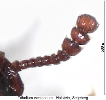 tribolium_castaneum_f.jpg
