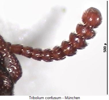 tribolium_confusum_f.jpg