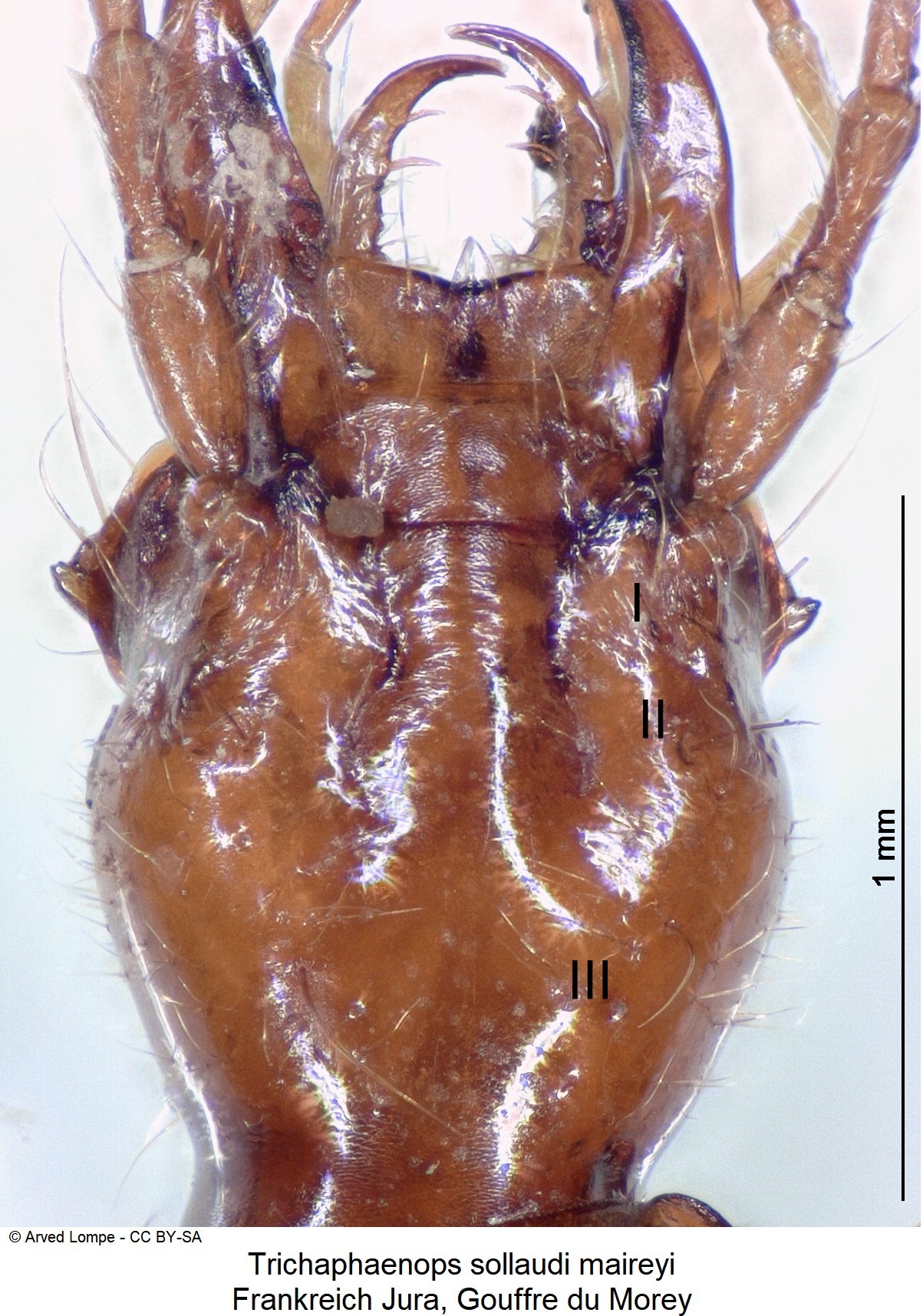 trichaphaenops_sollaudi_ck35179547_k.jpg