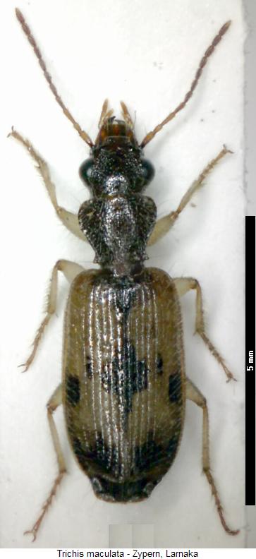 trichis_maculata_hab.jpg