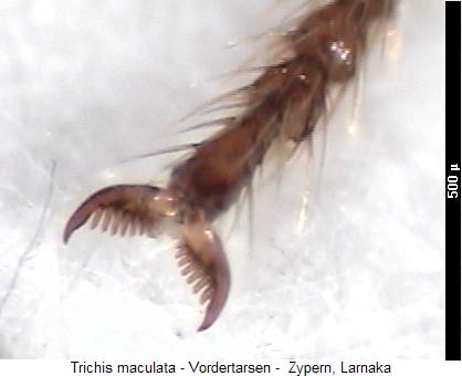 trichis_maculata_vtr.jpg