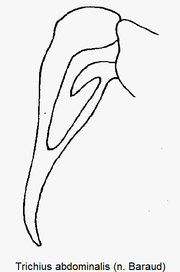 trichius_abdominalis_sa_pm.gif