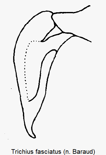 trichius_fasciatus_sa_pm.gif