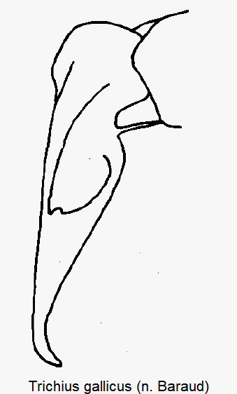 trichius_gallicus_sa_pm.gif