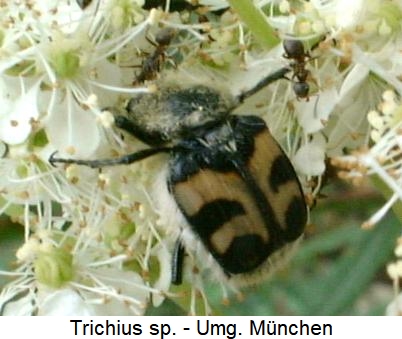 trichius_sp_hab.jpg