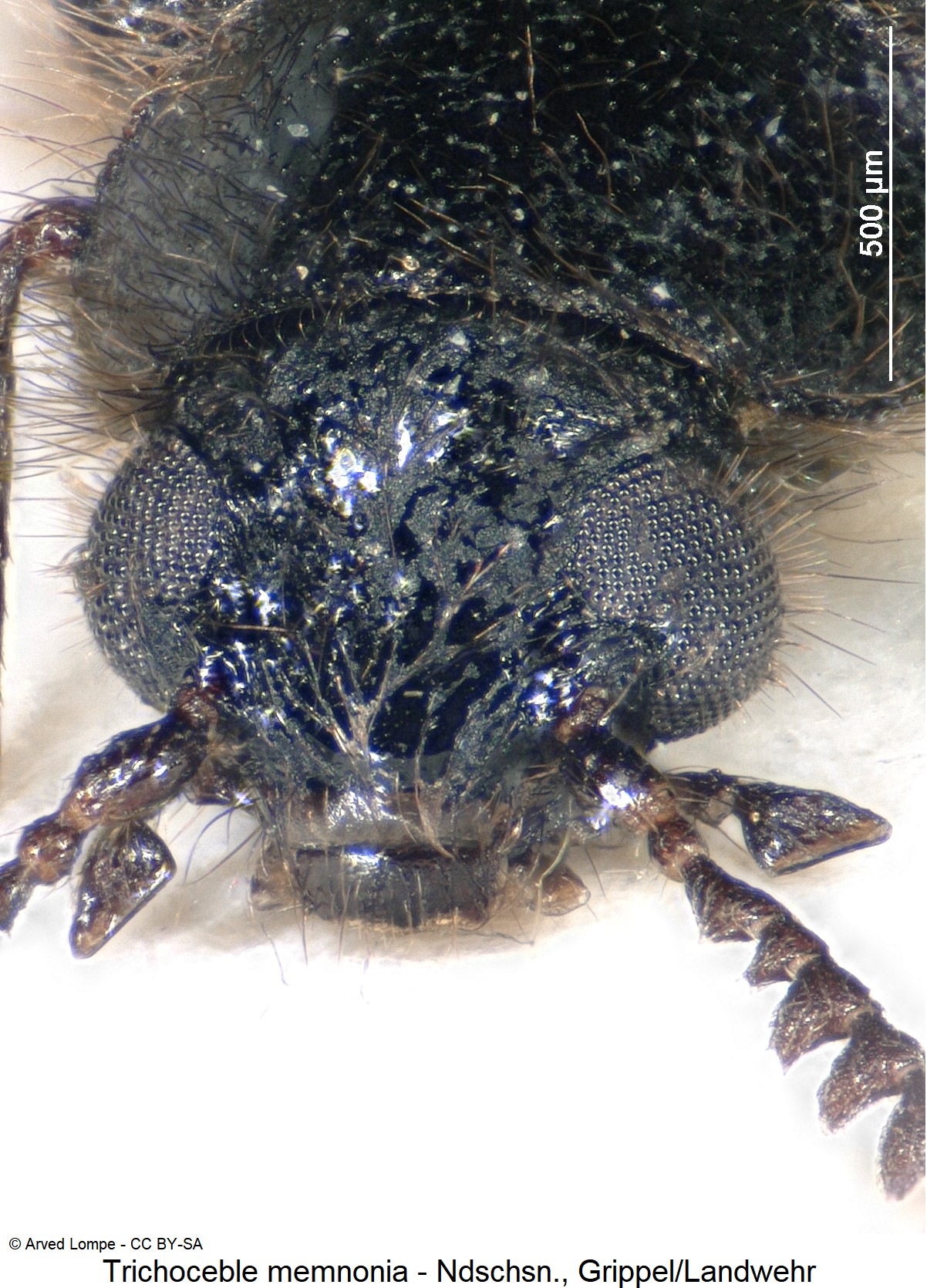 trichoceble_memnonia_ck6525_k.jpg