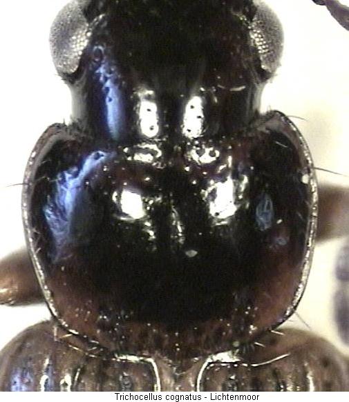trichocellus_cognatus_hsch.jpg