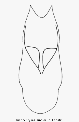 trichochrysea_arnoldii.gif