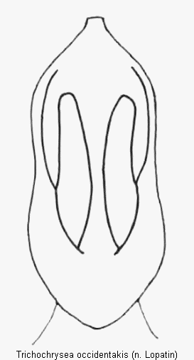 trichochrysea_occidentakis.gif