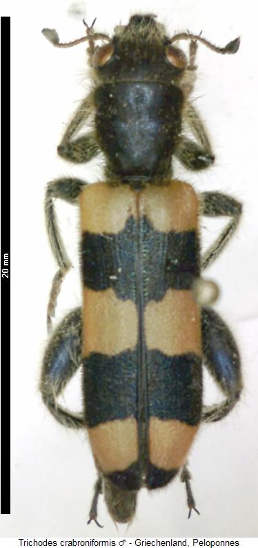 trichodes_crabroniformis_hab.jpg