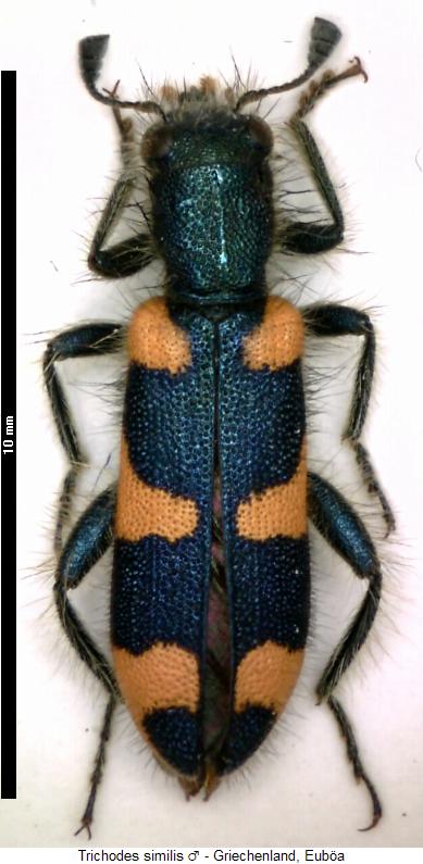 trichodes_similis_hab.jpg