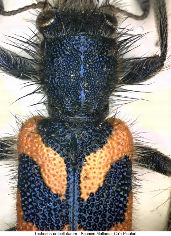 trichodes_umbellatarum_vk.jpg