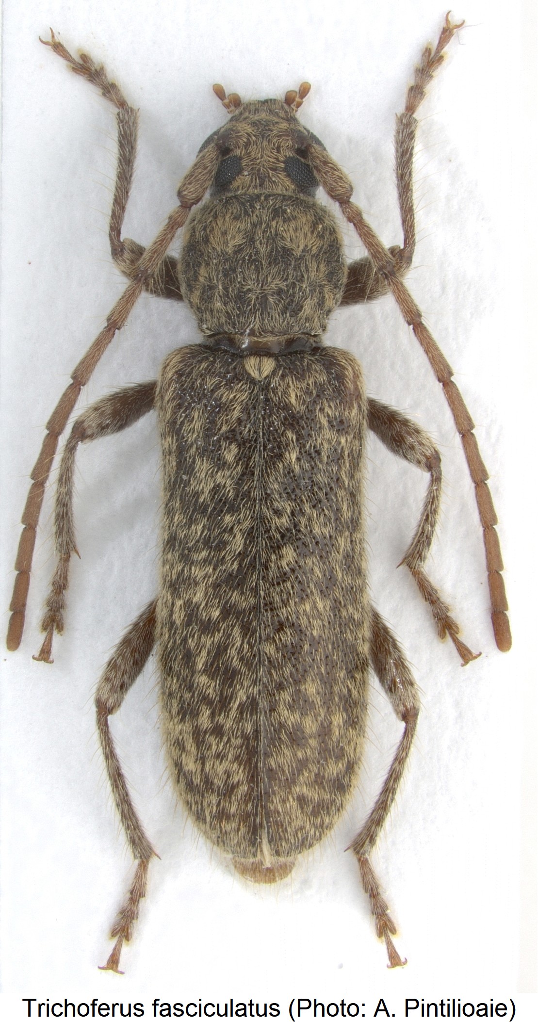 trichoferus_fasciculatus_hab.jpg