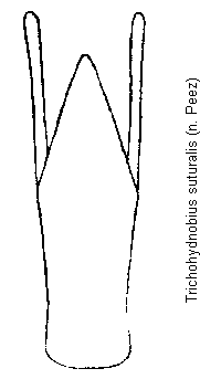 trichohydnobius_suturalis.gif