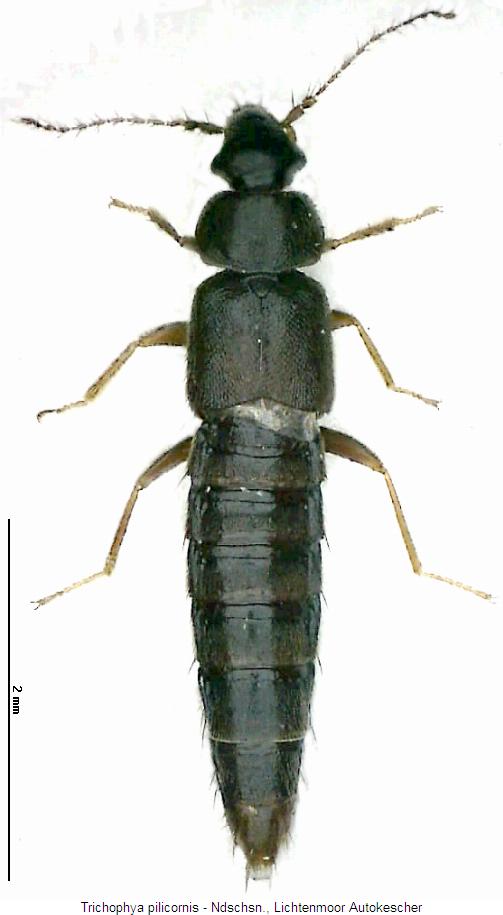 trichophya_pilicornis_hab.jpg