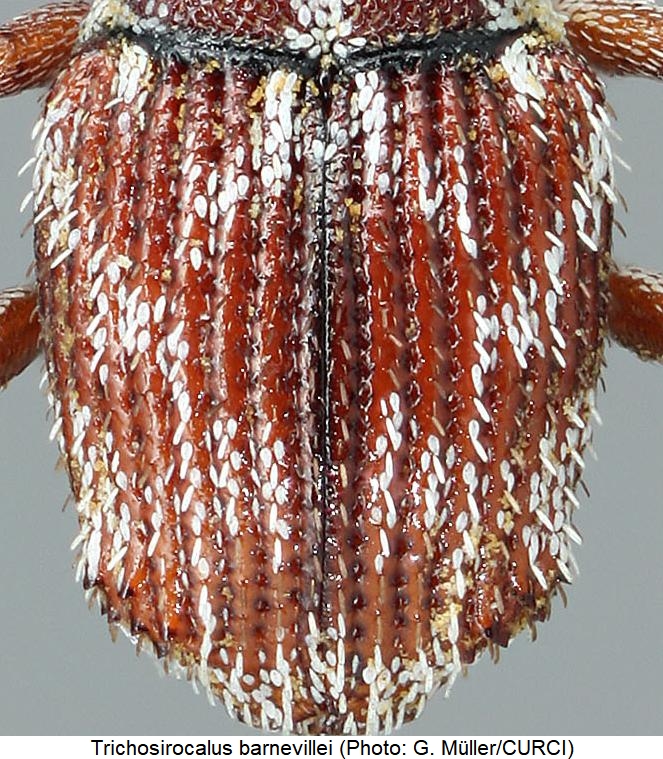trichosirocalus_barnevillei_fld.jpg