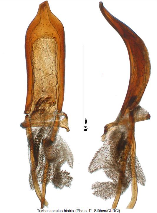 trichosirocalus_histrix.jpg