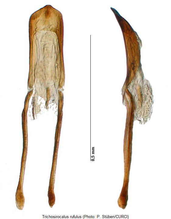 trichosirocalus_rufulus.jpg