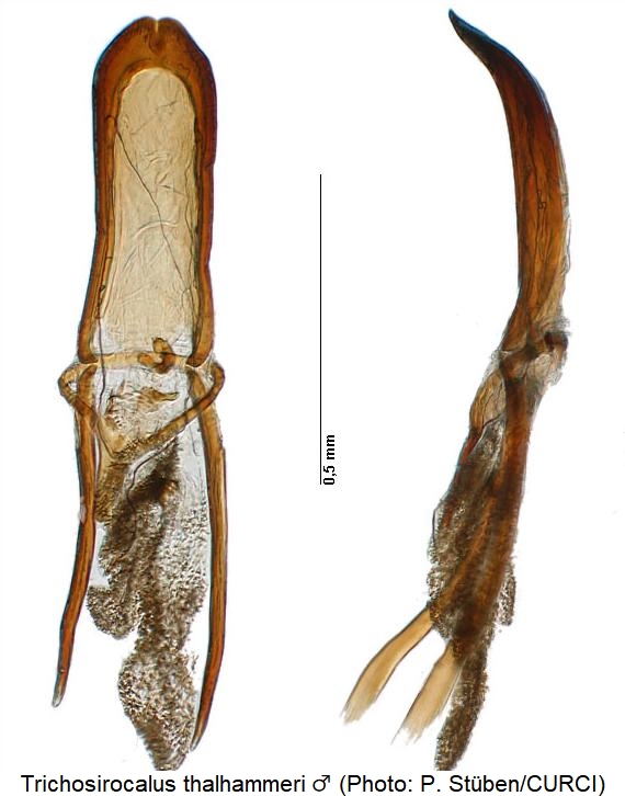 trichosirocalus_thalhammeri.jpg