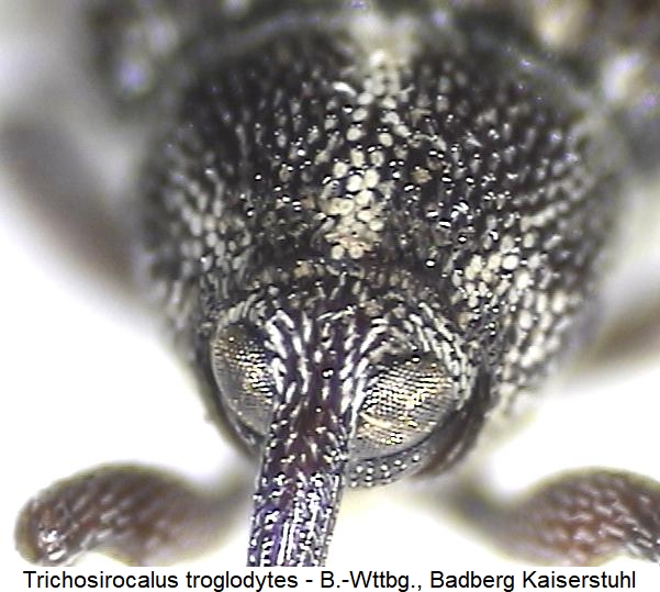 trichosirocalus_troglodytes_k.jpg