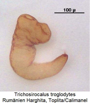 trichosirocalus_troglodytes_sperm.jpg