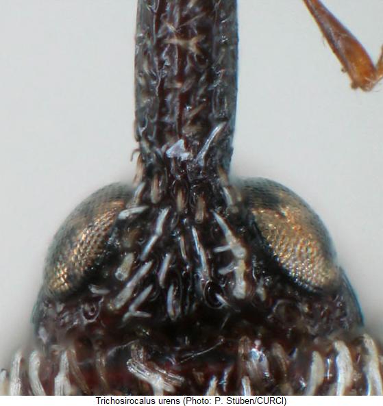 trichosirocalus_urens_k.jpg