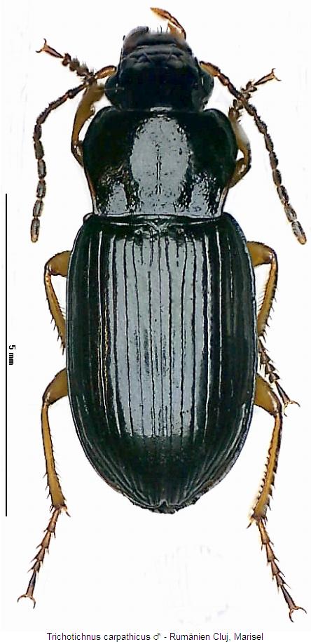 trichotichnus_carpathicus_hab.jpg