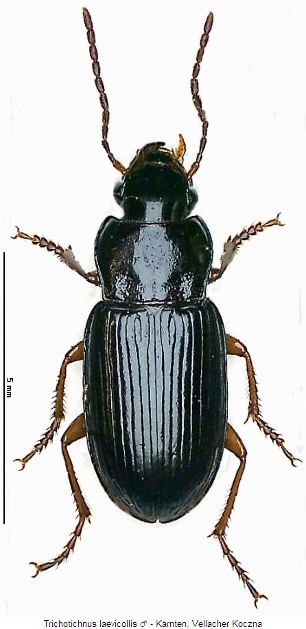 trichotichnus_laevicollis_hab.jpg
